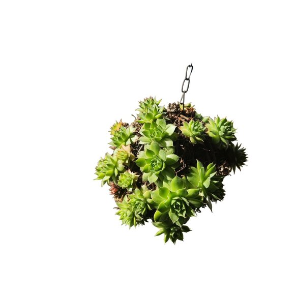 10 inch Hanging Wire and Metal Wreath Succulent Plant Basket With Chain Hook For - Picture 12 of 12